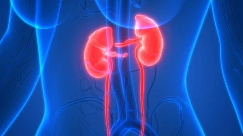 Human Urinary System Kidneys Anatomy Stock Footage 96770322