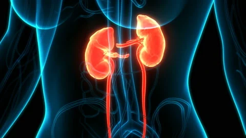 Human Urinary System Kidneys Anatomy Animation Concept 動画素材 137433004