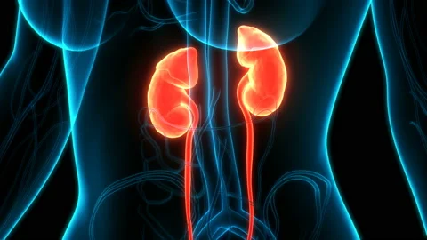Human Urinary System Kidneys Anatomy Animation Concept Video stock 137433005