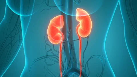Human Urinary System Kidneys Anatomy Animation Concept Stock-Footage 138183573
