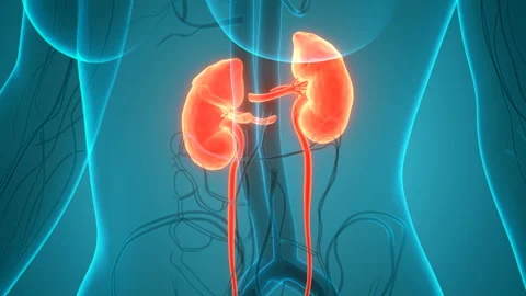 Human Urinary System Kidneys Anatomy Animation Concept Video stock 138183574
