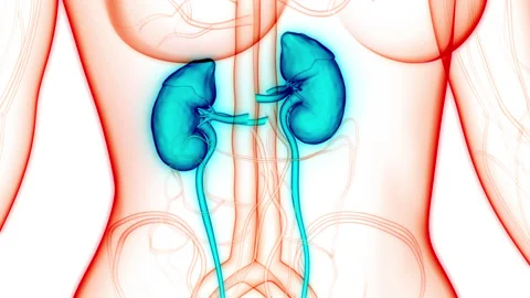 Human Urinary System Kidneys Anatomy Animation Concept Video stock 156529688