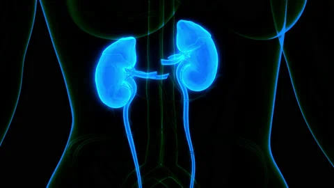 Human Urinary System Kidneys Anatomy Animation Concept Stock Footage 161053761