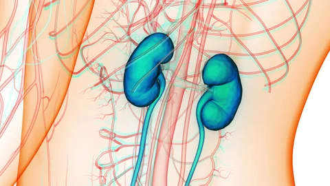 Human Urinary System Kidneys Anatomy Animation Concept Video stock 210159062