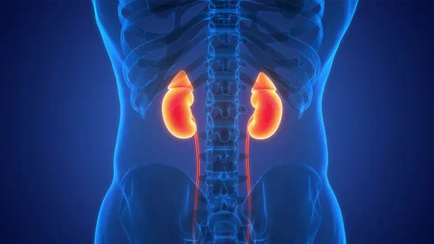 Human Urinary System Kidneys Anatomy 動画素材 220339811