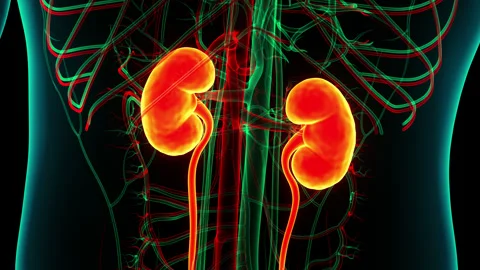 Human Urinary System Kidneys Anatomy Stock Footage 240724412
