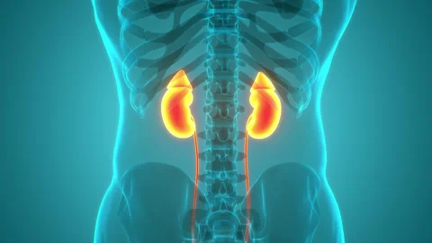 Human Urinary System Kidneys Anatomy 库存影片 240737365