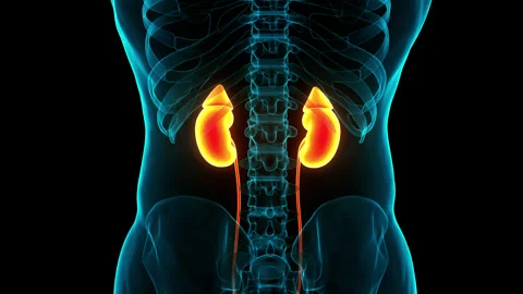 Human Urinary System Kidneys Anatomy Stock Footage 240747080