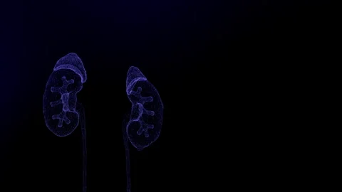 Human Urinary System Kidneys Anatomy Animation Concept. Futuristic Interface of Stock Footage 241172409