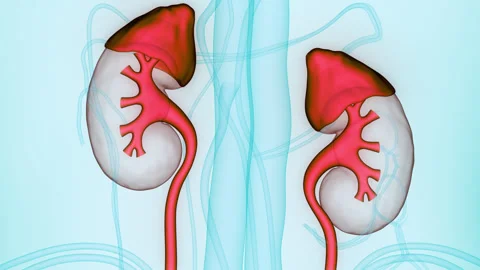 Human Urinary System Kidneys Anatomy 動画素材 250440641