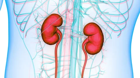 Human Urinary System Kidneys Anatomy Stock Footage 250442682