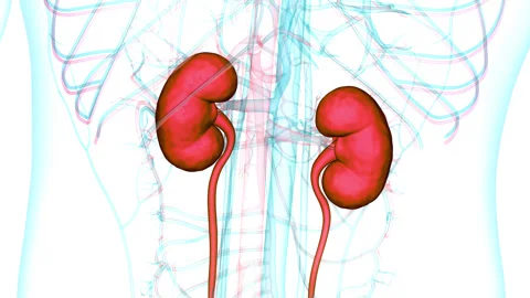 Human Urinary System Kidneys Anatomy Stock Footage 250442703