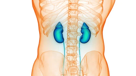Human Urinary System Kidneys Anatomy Animation Concept Video stock 266648040