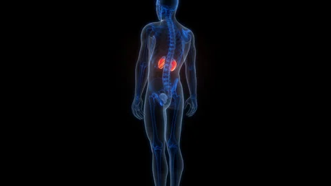 Human Urinary System Kidneys Anatomy Animation Concept Video stock 303625211