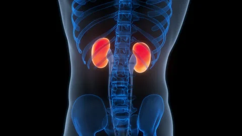 Human Urinary System Kidneys Anatomy Animation Concept Stock Footage 307403253