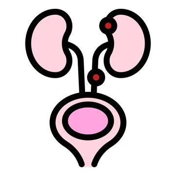 Human urinary system with kidneys and bladder working together Illustrazione stock