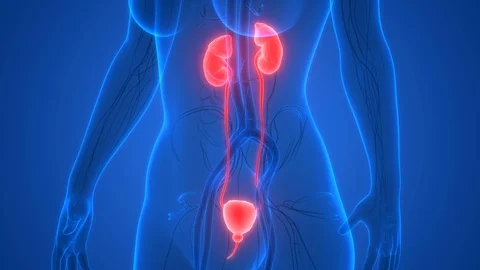 Human Urinary System Kidneys with Bladder Anatomy Vidéo 96769964