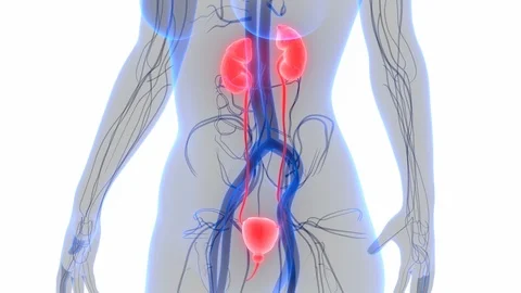 Human Urinary System Kidneys with Bladder Anatomy 库存影片 97462158