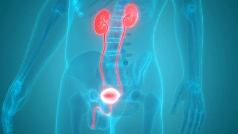 Human Urinary System Kidneys with Bladder Anatomy Stock Footage 101508321