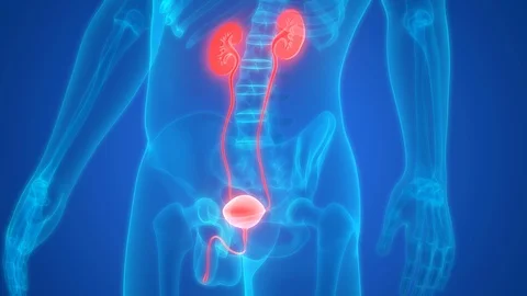 Human Urinary System Kidneys with Bladder Anatomy 库存影片 101508335