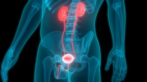 Human Urinary System Kidneys with Bladder Anatomy Stock Footage 101508405
