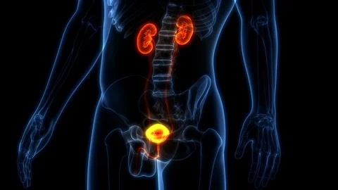 Human Urinary System Kidneys with Bladder Anatomy Stock Footage 101508960