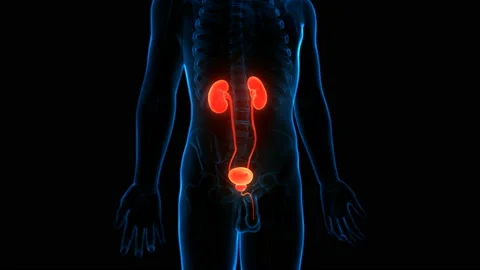 Human Urinary System Kidneys with Bladder Anatomy Animation Concept Stock Footage 132225254