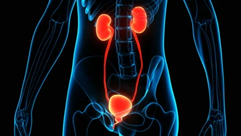 Human Urinary System Kidneys with Bladder Anatomy Animation Concept 库存影片 137081927