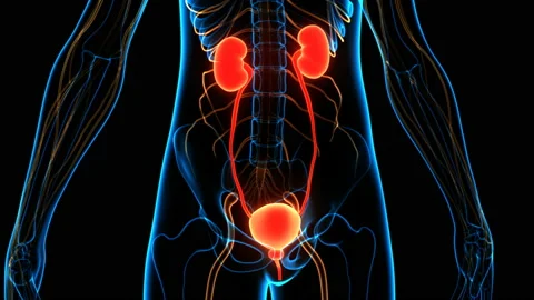 Human Urinary System Kidneys with Bladder Anatomy Animation Concept 스톡 동영상 137081955