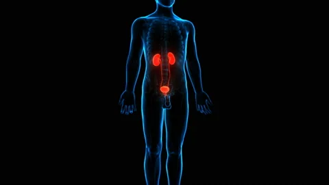Human Urinary System Kidneys with Bladder Anatomy Animation Concept 库存影片 137081962