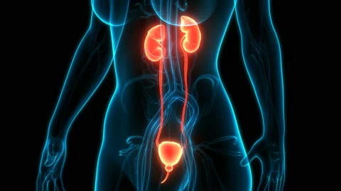 Human Urinary System Kidneys with Bladder Anatomy Animation Concept Stock Footage 137432978