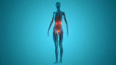 Human Urinary System Kidneys with Bladder Anatomy Animation Concept 库存影片 138183675