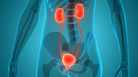 Human Urinary System Kidneys with Bladder Anatomy Animation Concept 스톡 동영상 138183701
