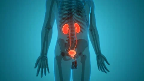 Human urinary System Kidneys with Bladder Anatomy Animation Concept Видео 138183989