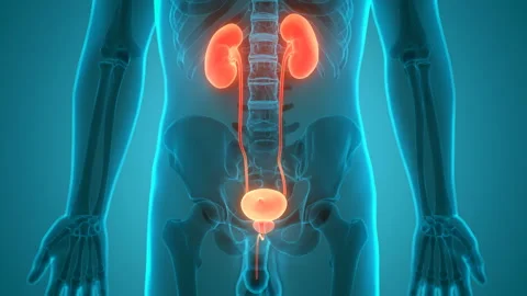 Human Urinary System Kidneys with Bladder Anatomy Animation Concept Vídeos de archivo 138185481