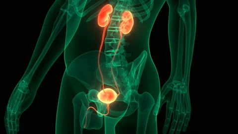 Human Urinary System Kidneys with Bladder Anatomy Animation Concept Vidéo 139034123
