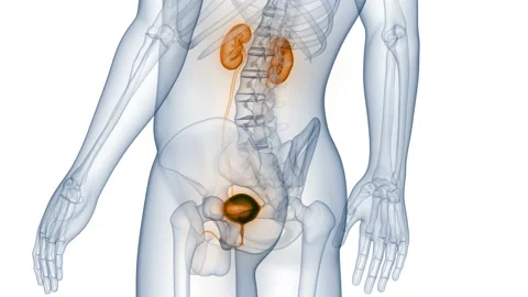 Human Urinary System Kidneys with Bladder Anatomy Animation Concept Stock Footage 140702841