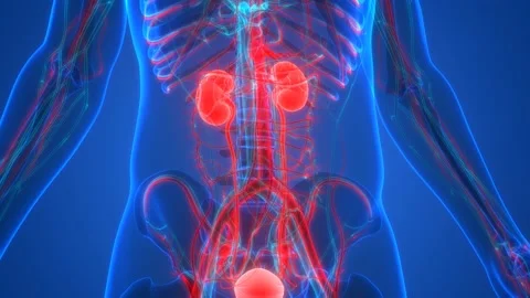 Human Urinary System Kidneys with Bladder Anatomy Animation Concept Видео 143467936