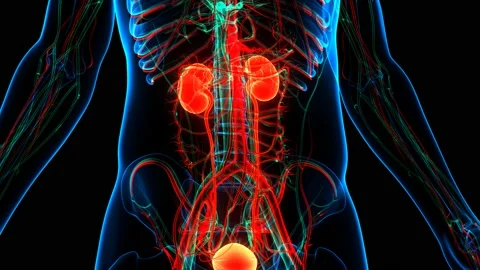 Human Urinary System Kidneys with Bladder Anatomy Animation Concept Видео 143468058