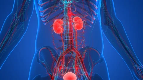 Human Urinary System Kidneys with Bladder Anatomy Animation Concept Stock Footage 143468145