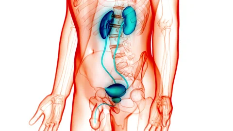 Human Urinary System Kidneys with Bladder Anatomy Animation Concept Vídeos de archivo 148310270
