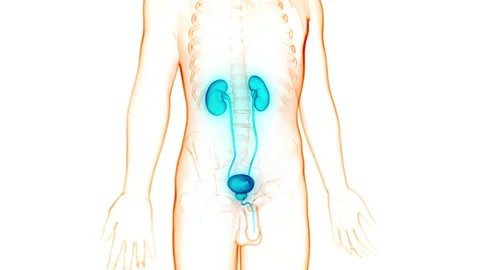 Human Urinary System Kidneys with Bladder Anatomy Animation Concept Stock Footage 148310283