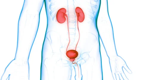 Human Urinary System Kidneys with Bladder Anatomy Animation Concept 库存影片 148310678