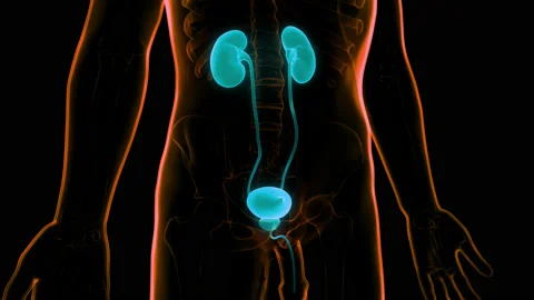 Human Urinary System Kidneys with Bladder Anatomy Animation Concept Stock Footage 148310735
