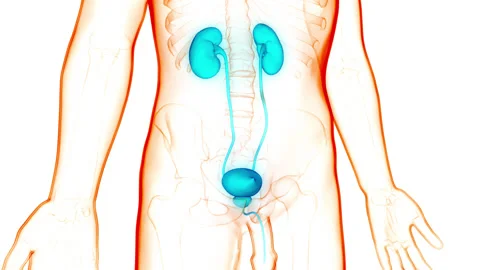 Human Urinary System Kidneys with Bladder Anatomy Animation Concept Stock-Footage 148310748