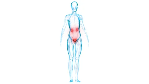 Human Urinary System Kidneys with Bladder Anatomy Animation Concept 스톡 동영상 148310998