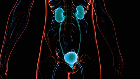 Human Urinary System Kidneys with Bladder Anatomy Animation Concept Видео 148311112