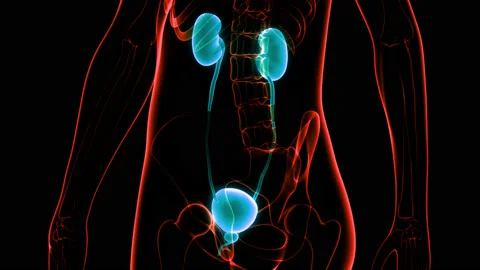 Human Urinary System Kidneys with Bladder Anatomy Animation Concept Stock-Footage 148311166