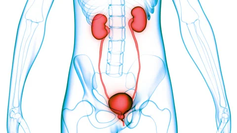 Human Urinary System Kidneys with Bladder Anatomy Animation Concept Stock Footage 148311178