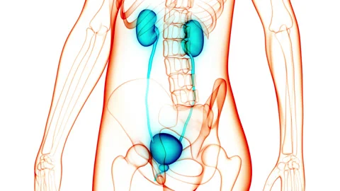 Human Urinary System Kidneys with Bladder Anatomy Animation Concept Stock Footage 148311432